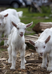 Little white goats