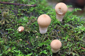 Toadstools