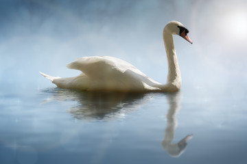 Swan with reflections