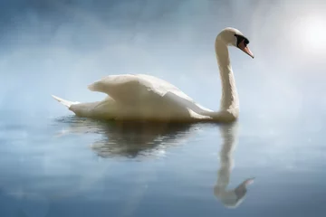 Aluminium Prints Swan Swan with reflections