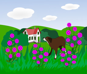 Dog in Flower Meadow

