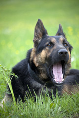 OMG Hund schaut erschrocken
