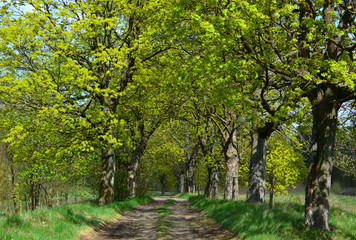 Spring trees and dirt road
