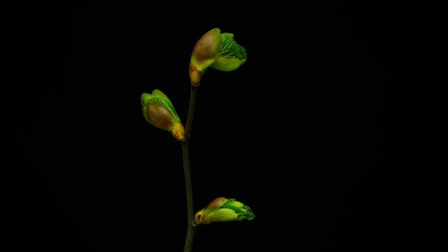 Closeup of green twig with leaf buds.Time-lapse macro leaf bud growing - isolated on black background .Time lapse leaves sprouting and growing from small tree branch. 