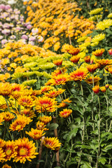 colorful chrysanthemum flowers 