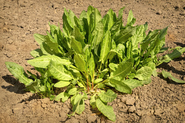 Bush sorrel on loosened soil