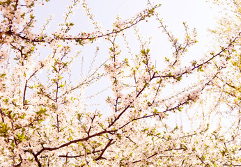 The flowering trees