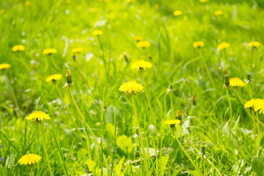 Fototapeta Spring flowers