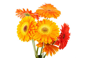 Bouquet of gerberas