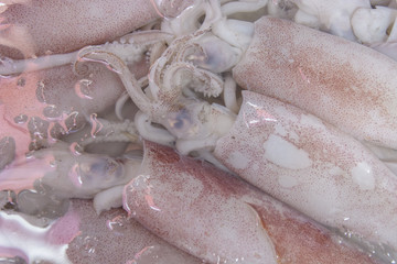 Fresh squid at fresh market, Thailand