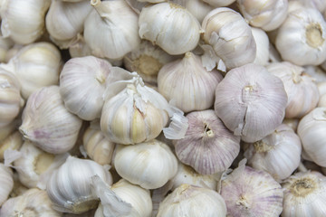 Common Garlic, Allium ,Garlic, Allium sativum L.