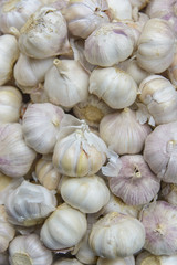 Common Garlic, Allium ,Garlic, Allium sativum L.