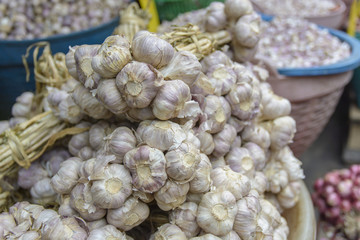 Common Garlic, Allium ,Garlic, Allium sativum L.