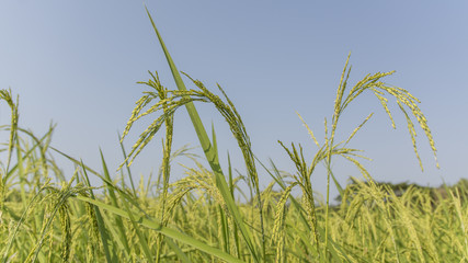rice field