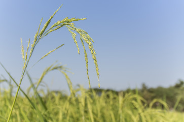 Obraz premium rice field