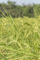 rice field