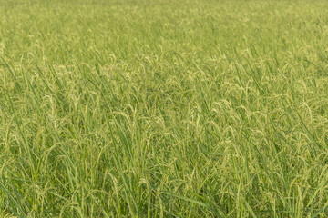 rice field