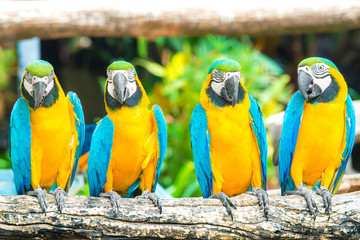 Blue macaws sitting on log with black background. © Prasit Rodphan