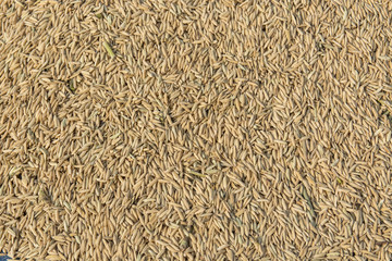 Paddy rice