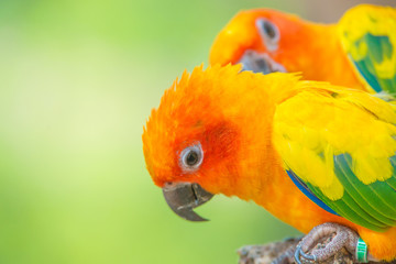 A close up shot of Sun conure beautiful colorful parrot