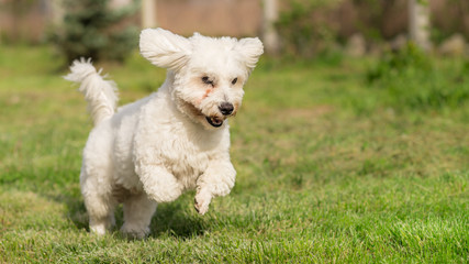 Shorthaired Coton de Tulear dog in action