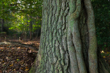 tree trunk