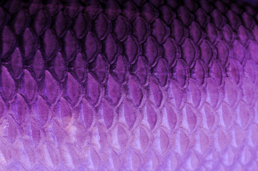 texture of fish scales © evegenesis