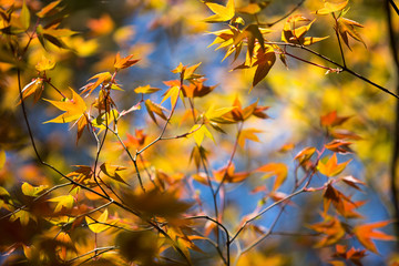 Colorful maple leaf