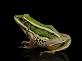 frog