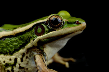 frog