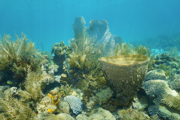 Coral reef under the water with vase sponge