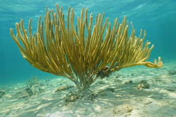 Porous sea rod gorgonian Pseudoplexaura porosa