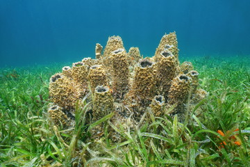 Sea sponge Xestospongia underwater Caribbean sea