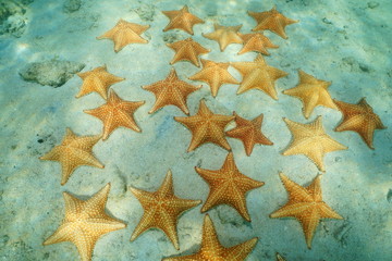 Fototapeta na wymiar Starfishes underwater on seafloor in the Caribbean