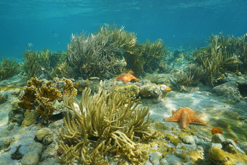 Underwater landscape in a coral reef with starfish