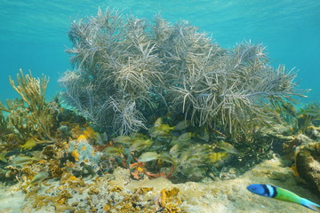 Underwater life sea plume soft coral with fish