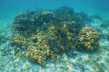 Fototapeta na wymiar Underwater seascape over small coral reef