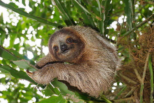 Three-toed sloth in the jungle wild animal