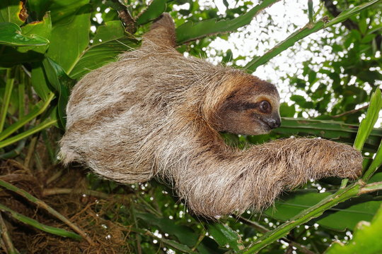 Wild brown-throated three-toed sloth in the jungle