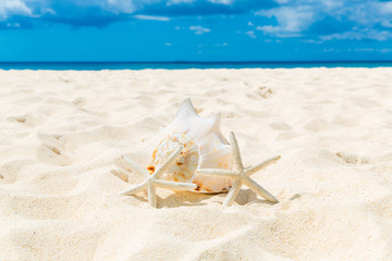 Fototapeta na wymiar Two starfish and large shell on a sandy tropical beach.