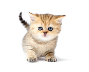 Obraz premium Little kitten on white background