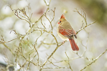 Female Cardinal perches on a snowy branch.