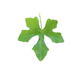 Ivy gourd leaf isolated