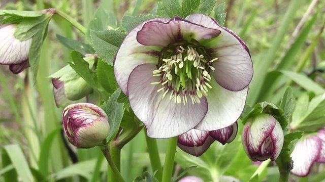 Close up Spring Hellebore Lenten Rose Flower