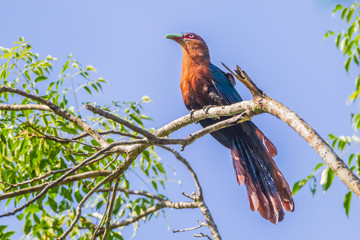 Portrait of Chestnut-brested Malkoha (Clamator coromandus Shaw)