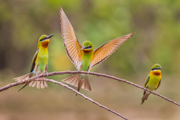 Opening wing action with both side of Blue-tailed bee-eater 