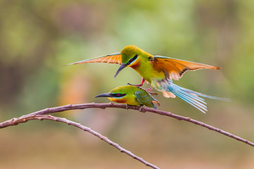 Picture of mating Blue-tailed bee-eater ( Merops philippinus)