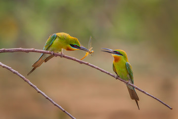 Blue-tailed bee-eater ( Merops philippinus) 