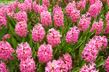 Pink hyacinth