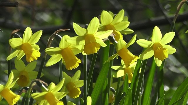 Group of Spring Daffodil Flowers Gently Blowing in Breeze